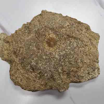 Petrified Tree Fern