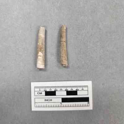 Fossil: Scaphopoda.
