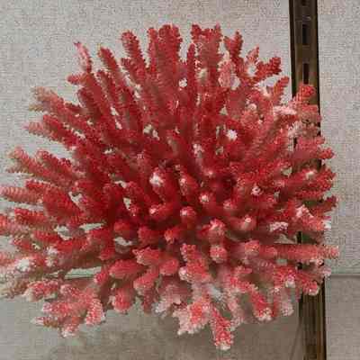 Elkhorn Coral