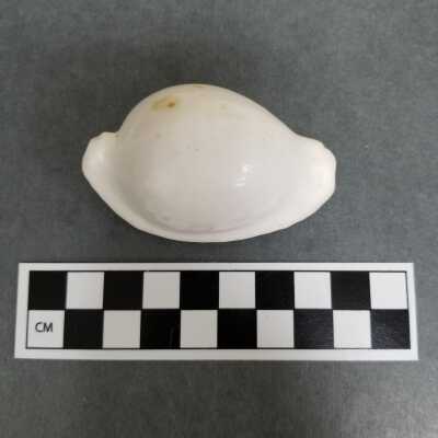 Seashell