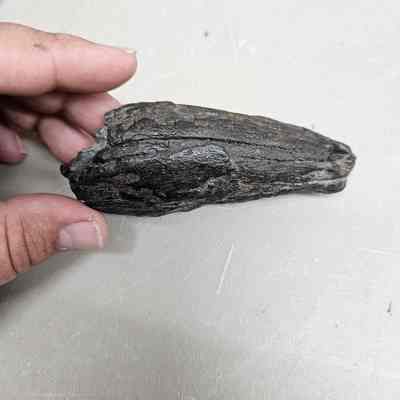 T-Rex Tooth