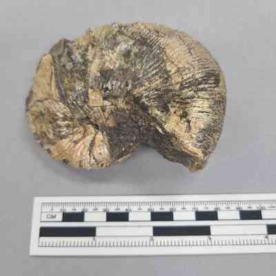 Ammonite