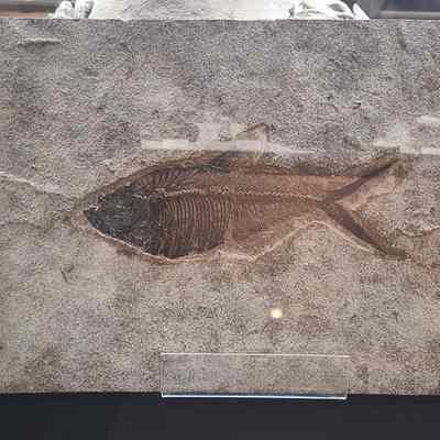 Green River Fish Plate