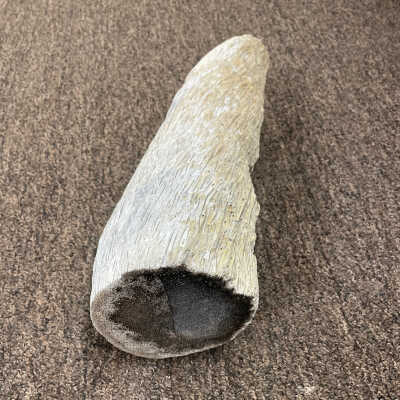 Palm Trunk