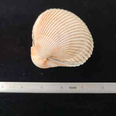 Whole Bivalve