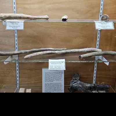 Ash (branch)
