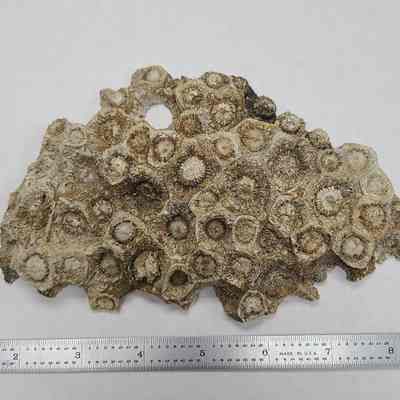 Petoskey Stone (Coral)