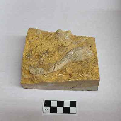 Coral "Petosky Stone"