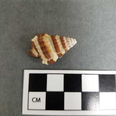 Seashell