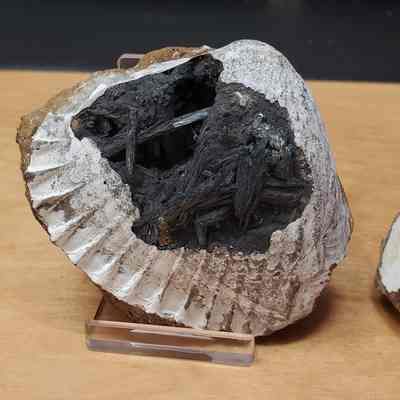 Clam (fossil)