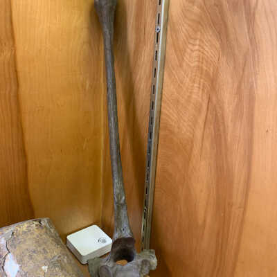 Vertebrae of Suchomimus(?)