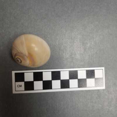 Seashell