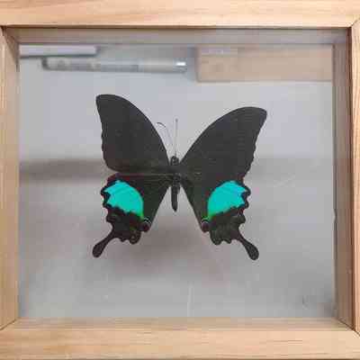 Paris Peacock Butterfly