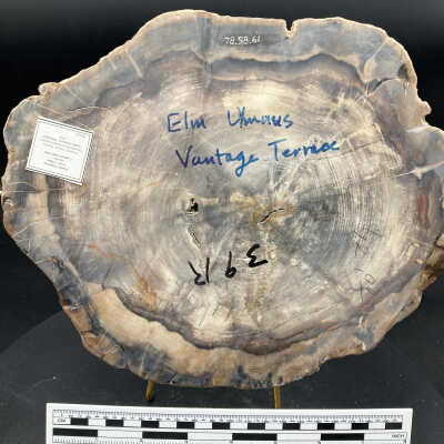 Back of object
