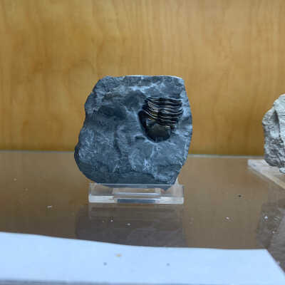 Phacops rana (Trilobite)