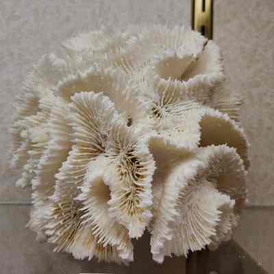 Rose Coral