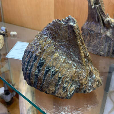 Mammoth Tooth