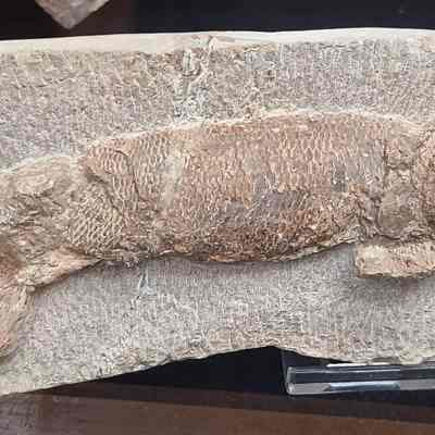 Fossil Fish