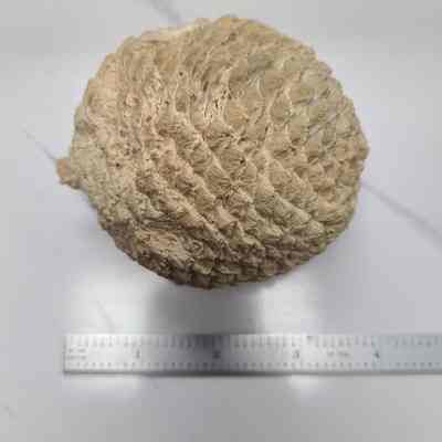 Araucaria cone