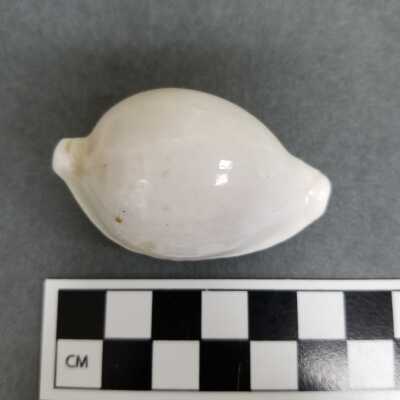 Seashell