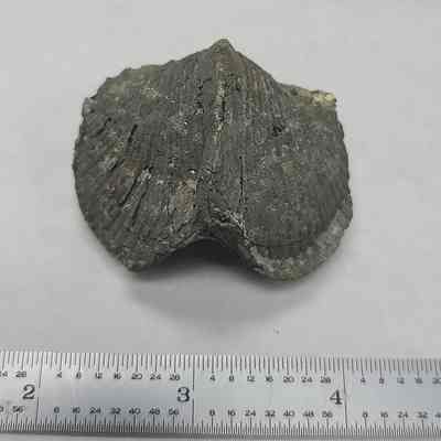 Pyritized Brachiopod