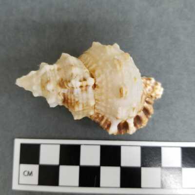 Seashell