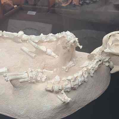 Dinictis Felina Skeleton (False Sabertooth)