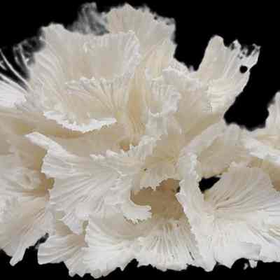 Lettuce Coral