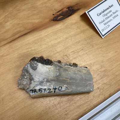 Merycoidodon