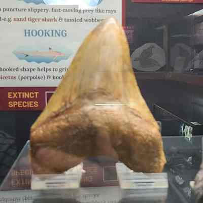 Megalodon Tooth