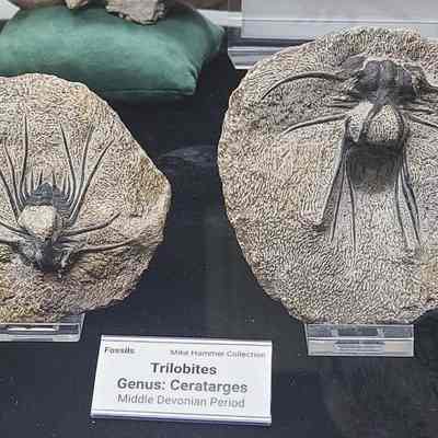 Trilobite