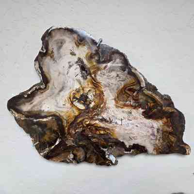 Elm