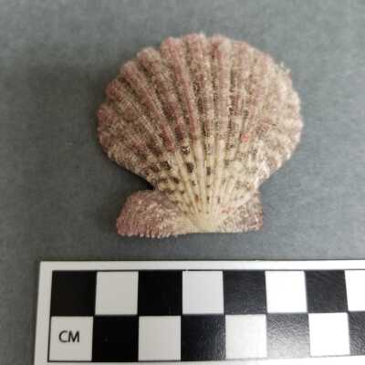 Seashell