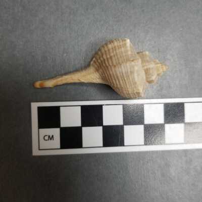 Seashell