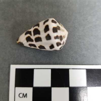 Seashell