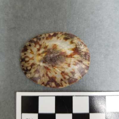 Seashell