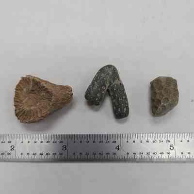 Fossil Coral