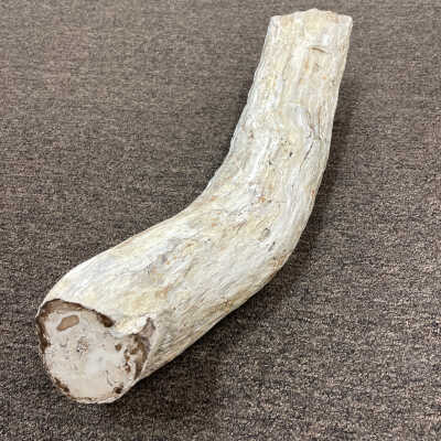 Petrified Sequoia branch