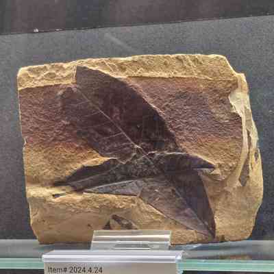 Leaf in Sandstone