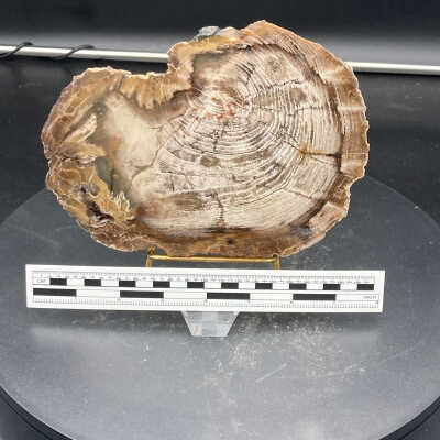 Petrified Wood