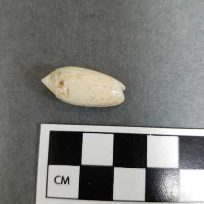 Seashell