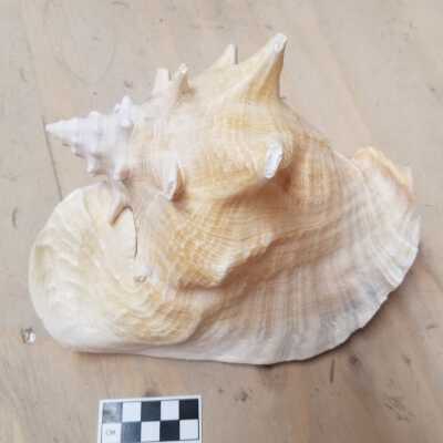 Seashell