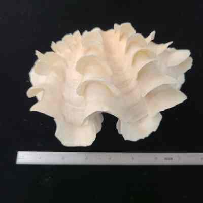 Fluted Giant Clam