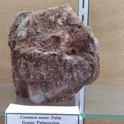 Palm