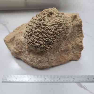 Araucaria cone