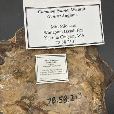 Back of object