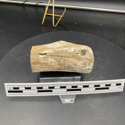 Petrified Wood
