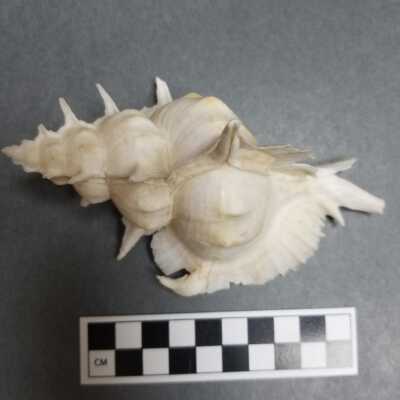 Seashell