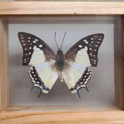 Shan Nawab Butterfly