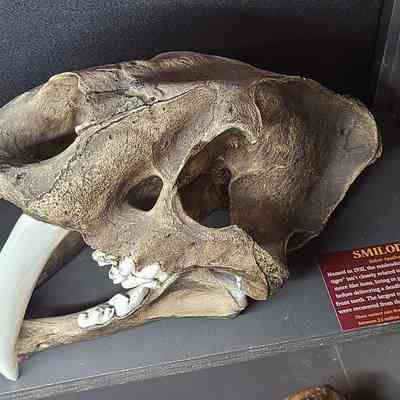 Dinictis (False Saber-tooth) Skull
